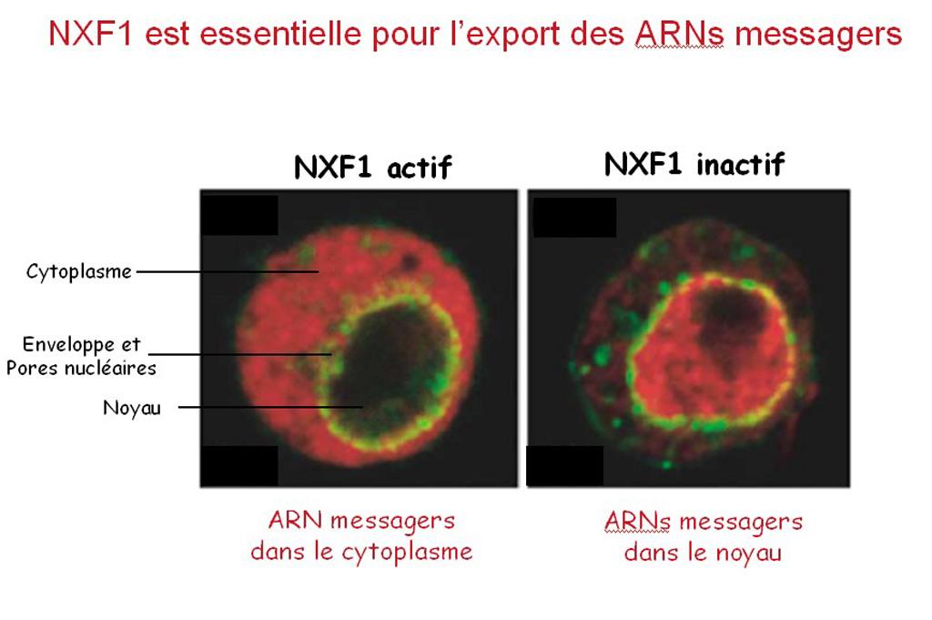 NXF1 est essentielle pour l'export des ARNs messagers