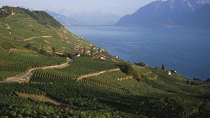 Cinq communes de Lavaux ont accepté d'unir leur destinée.