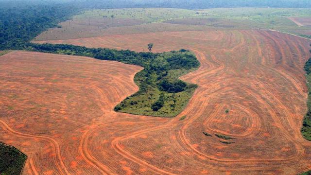 L'arrêt de la déforestation contribuerait fortement à réduire le réchauffement climatique