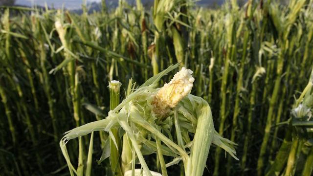 Certaines cultures, ici du maïs, ont été littéralement dévastées.