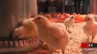 On peut admirer des poussins au musée d'histoire naturelle de Fribourg