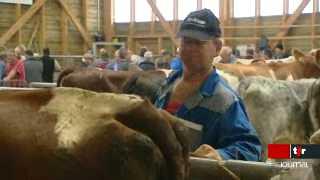 NE: reportage au marché de bétail des Ponts-de-Martel, dans un contexte de tensions autour de la crise du lait