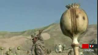 Afghanistan: la culture du pavot, véritable nerf de de la guerre