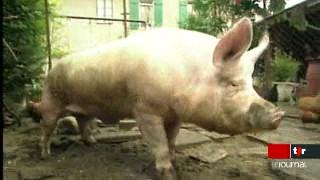 Grippe porcine: quelques explications concernant l'apparition du virus