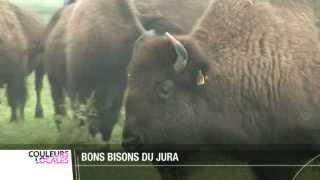 Les plaines de Boncourt accueillent la 5ème fête du bison