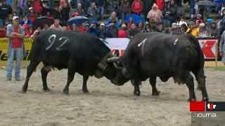 Combats de reines en Valais: les éleveurs de vaches de la race d'Herens ne manquent pas d'imagination pour leurs bêtes