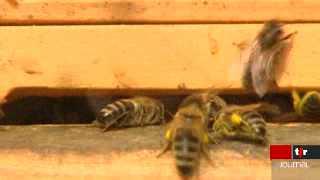 Suisse: un parasite décime les colonies d'abeilles