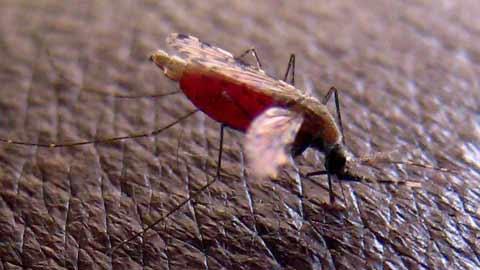 2. Qu'est-ce que la malaria?