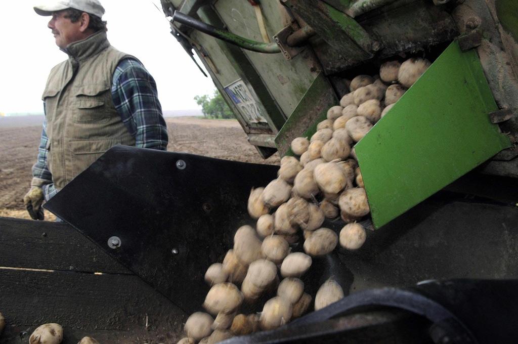 Les patates Amflora ont déjà été testées en Europe (ici en Allemagne en mai 2009).