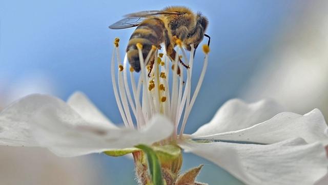 Il faut 40 000 abeilles pour la pollinisation d'une cinquantaine d'amandiers.