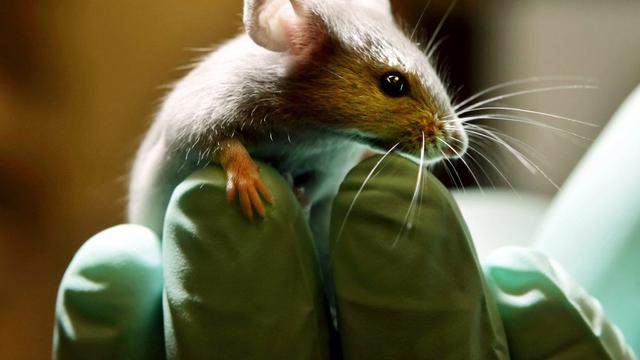 Le pancréas des souris étudiées rétablit naturellement la production d'insuline.
