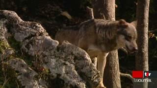 Le loup refait parler de lui dans le canton de Fribourg