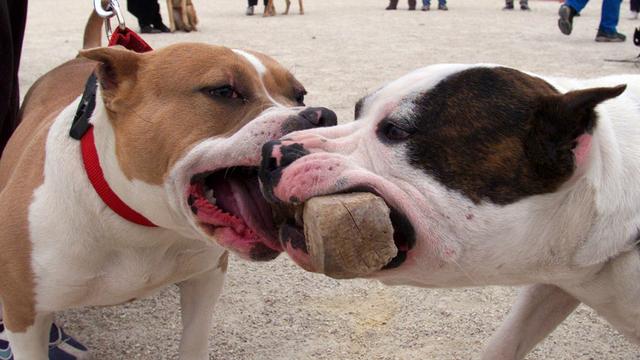 Des pitbulls en train de jouer lors de cours de cynologie.