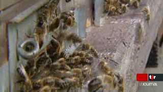 Des colonies entières d'abeilles désertent brutalement leur ruche et disparaissent sans explication claire, reportage à Neuchâtel