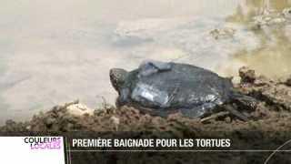 Depuis ce matin, une espèce de tortue appelée Cistude vit à nouveau en liberté en Suisse