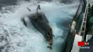 Bataille navale dans l'océan Antarctique: un baleinier japonais est accusé d'avoir coulé le bateau d'un groupe d'écologistes australiens