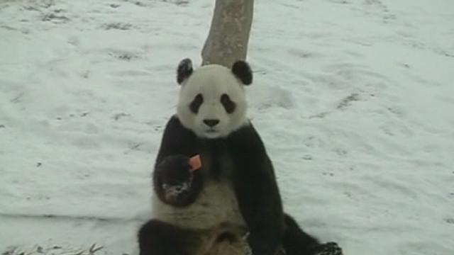 Séquences choisies - Des pandas s'ébrouent dans la neige