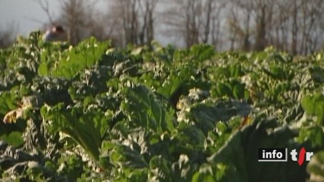 Avec les températures printanières, la rhubarbe a dix jours d'avance dans le Vully (FR)