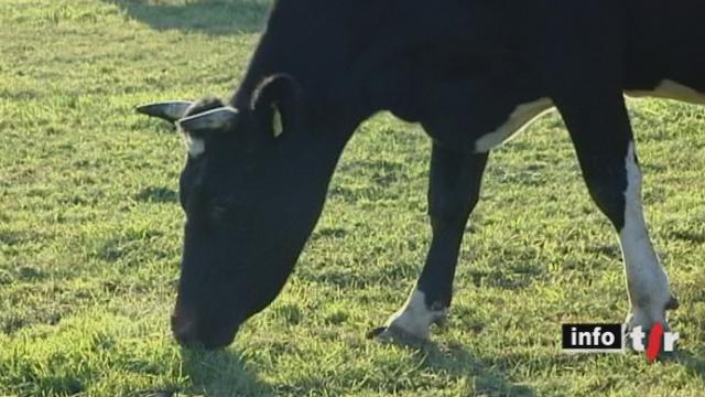 Dans l'économie laitière en proie aux difficultés, le lait bio est un produit à part