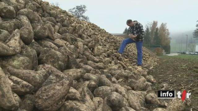 Le sucre suisse, issu des betteraves, est écologiquement et socialement plus intéressant que le sucre de canne importé du Brésil