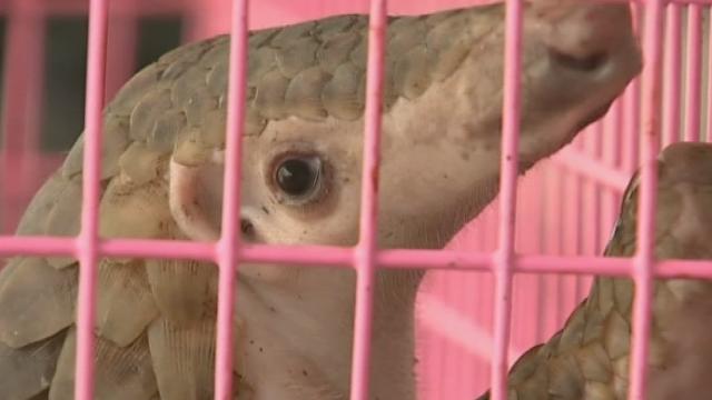 Contrebande de pangolins déjouée en Thaïlande