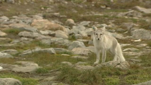 Le sauvetage des renards arctiques est un succès