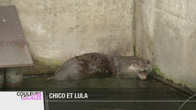 NE: un nouvel enclos a été inauguré à La Chaux-de-fonds pour les loutres "Chico" et "Lula"