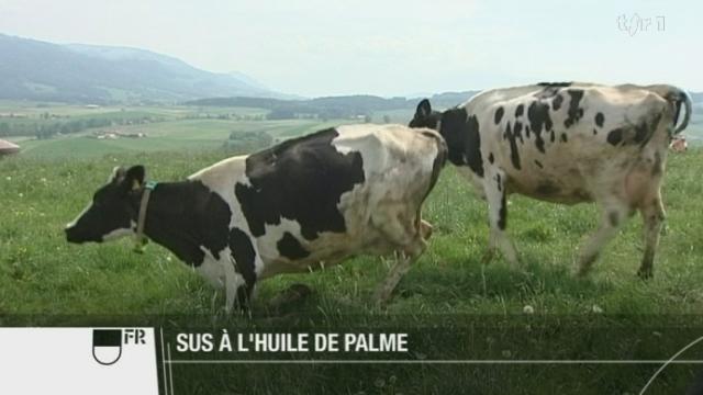 Des députés fribourgeois veulent bannir l'huile de palme, car elle nuirait à l'agriculture suisse