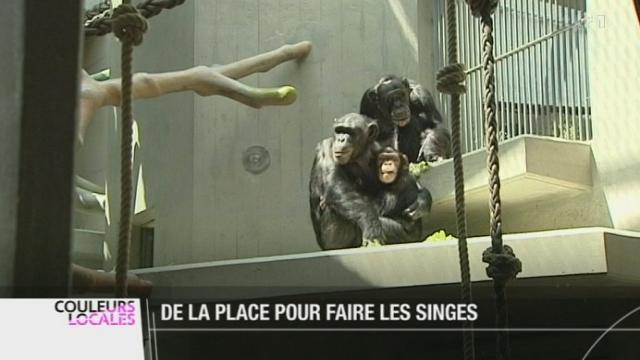 Les singes du zoo de Bâle vont à nouveau pouvoir se donner en spectacle dans un habitat tout beau tout neuf