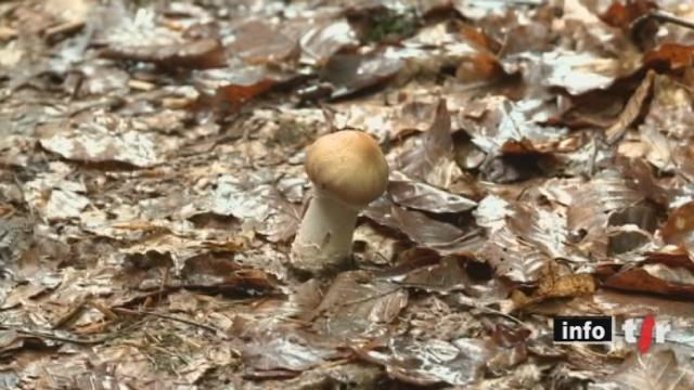 Une étude de l'Institut fédéral de recherche sur la forêt révèle que le réchauffement climatique favorise l'éclosion des champignons