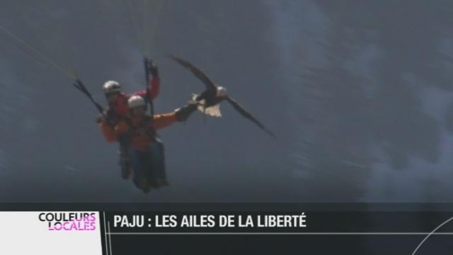 Rencontre avec Jacques-Olivier Travers, un parapentiste atypique qui veut réintroduire un des plus gros aigles du monde  sur les bords du Léman