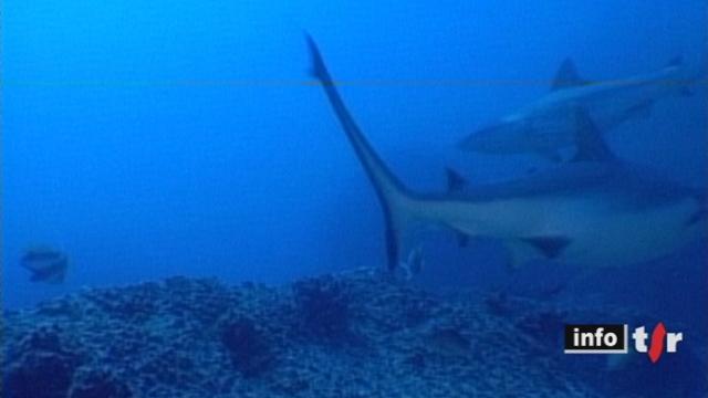 Les attaques de requins se multiplient, un nageur a encore été attaqué cette semaine en Afrique du Sud