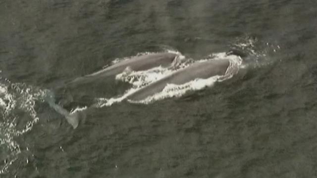 Séquences choisies - Images rares de baleines bleues