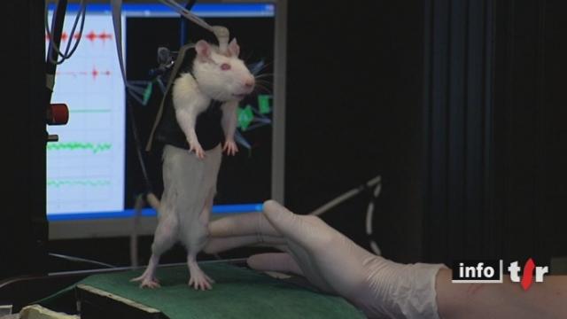 Des chercheurs ont réussi une avancée prometteuse à Zurich en faisant marcher des rats qui avaient subi une paralysie