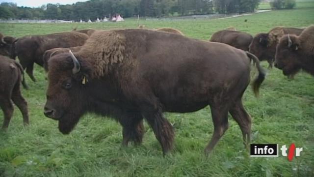 Le Minimag: un agriculteur de Boncourt (JU), soucieux de diversifier son exploitation, s'est lancé dans l'élevage de bisons