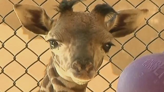 Un bébé girafe crée la surprise