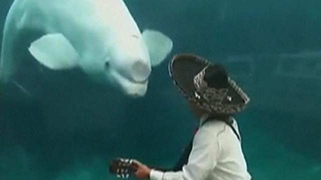 Séquences choisies - La baleine mélomane