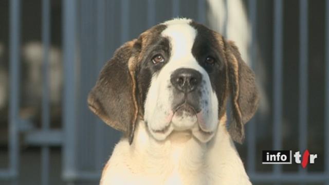 Martigny (VS) : ce week-end, les amoureux des chiens du Grand St-Bernard pourront profiter de leur rendre une visite exceptionnelle dans leur chenil, où ils passent l'hiver