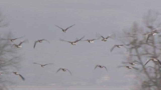 Séquences choisies - Le retour des oies sauvages