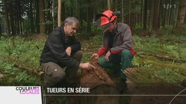 La chaleur actuelle et la sécheresse de ces derniers mois font le bonheur des bostryches