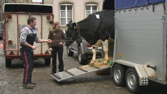 Des paysans manifestent à Berne avec leurs vaches