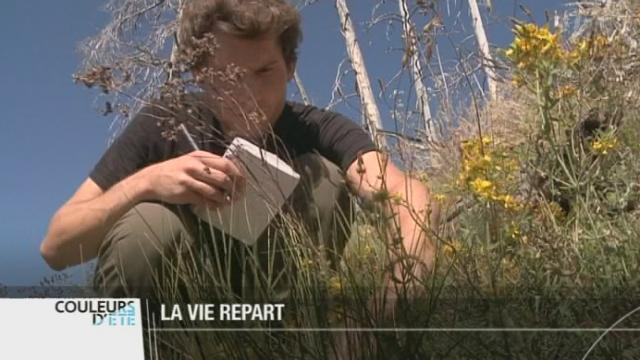 Loèche-les-Bains (VS): les hectares dévastés par l'incendie survenu en août 2003 recèlent de véritables trésors pour les biologistes