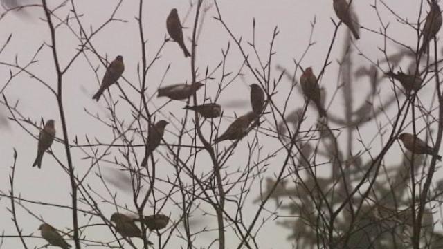 Séquences choisies - Ballet aérien de pinson dans le Jura