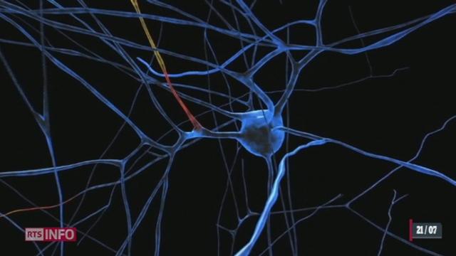 Innovation: un projet entièrement suisse dirigé par l'EPFL vise à modéliser chaque neurone par ordinateur