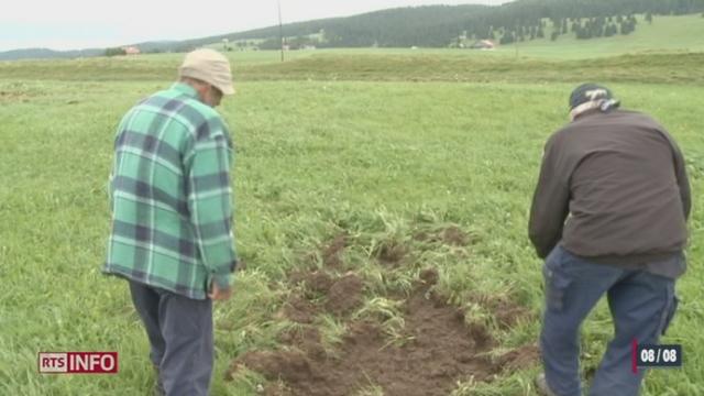 NE: les sangliers dévastent de nombreux pâturages à la Brévine et attisent la colère des agriculteurs