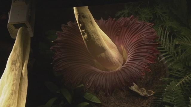 L'arum titan du Jardin botanique de Bâle a fleuri