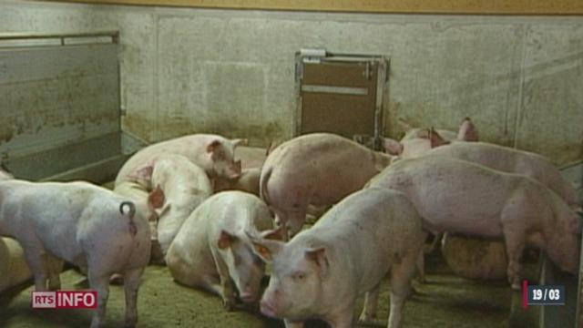 JU: tous les cochons d'une exploitation de 2000 porcs doivent être abattus, car une partie d'entre eux souffent d'une pneumonie