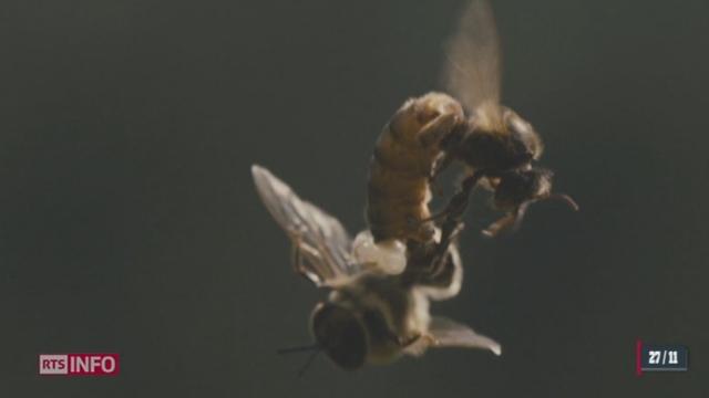Le film événement de Markus Imhof sur la disparition des abeilles sort le 28 novembre