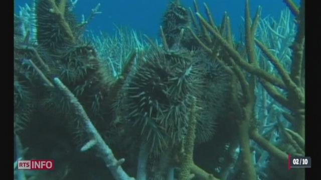 La Grande barrière de corail a perdu la moitié de ses coraux en Australie en presque 30 ans