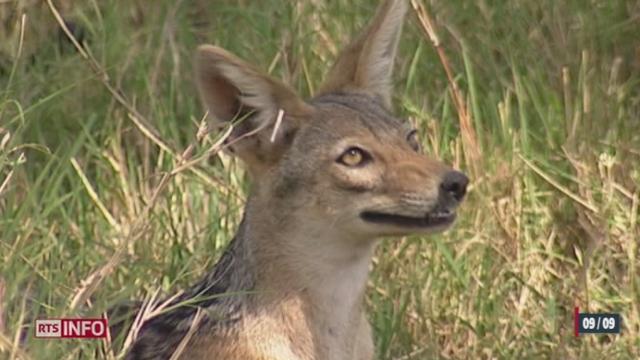 Un chacal doré aurait été aperçu dans plusieurs cantons romands